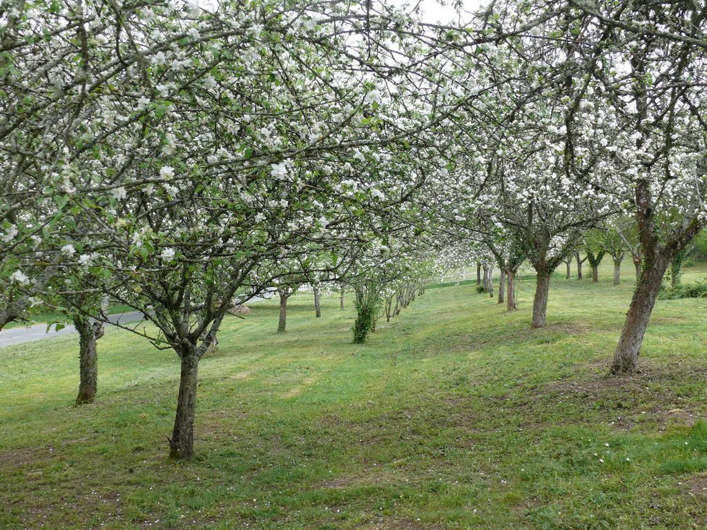 Hautefage-la-Tour Domaine De Lamassas Bed & Breakfast エクステリア 写真